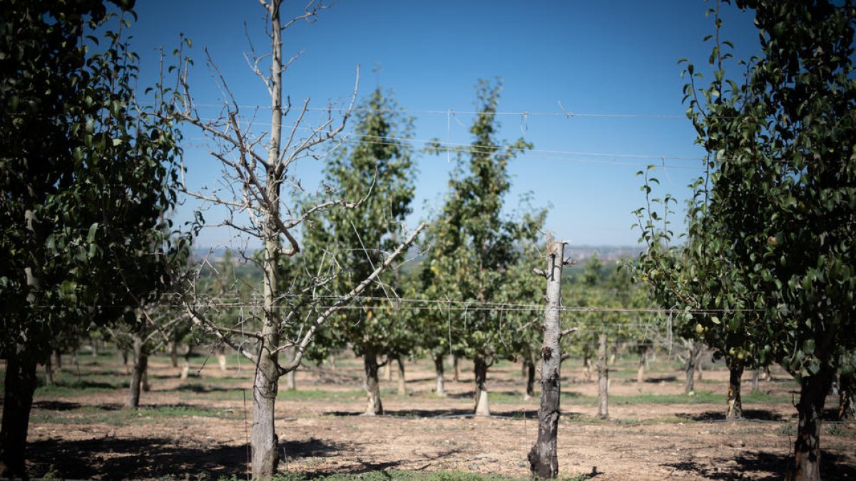 Quan roseguen l’escorça d’un fruiter el deixen malmès i fins i tot poden arribar a matar-lo.