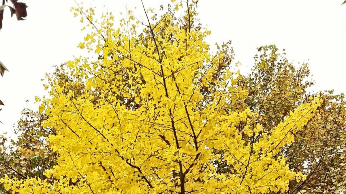Ginkgo biloba. Plantat a la plaça Víctor Siurana de la UdL, prové del Ginkgo adiantoides, de l'època dels dinosaures.