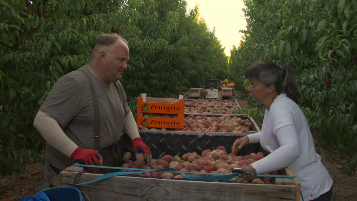 'Alcarràs, l'altra collita', a TV3 - 3CAT