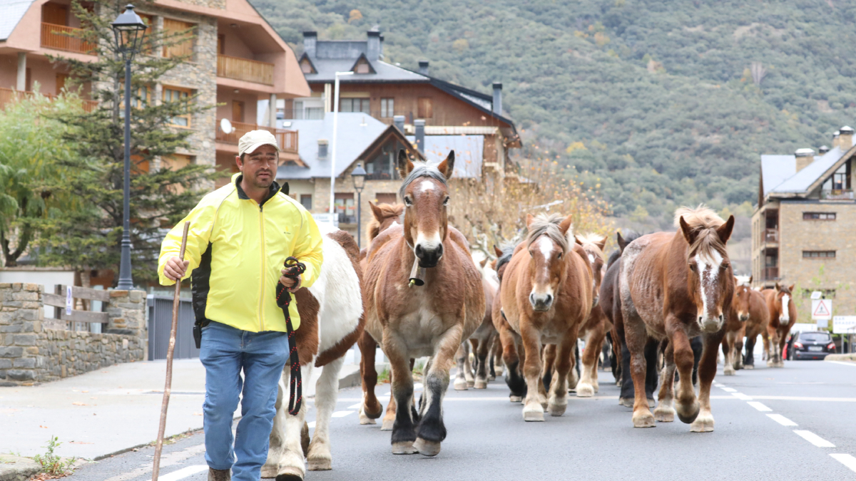 Transhumància ■ La transhumància arriba al final amb la baixada dels cavalls de les muntanyes. Un grup d’animals va passar ahir per Rialp i dimarts 200 equins van creuar el Pallars. - EDGAR ALDANA