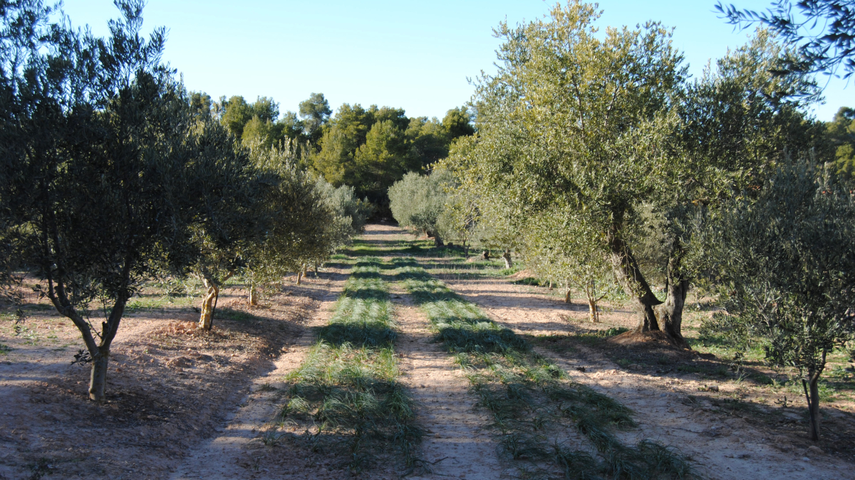 Una finca d''oliveres.
