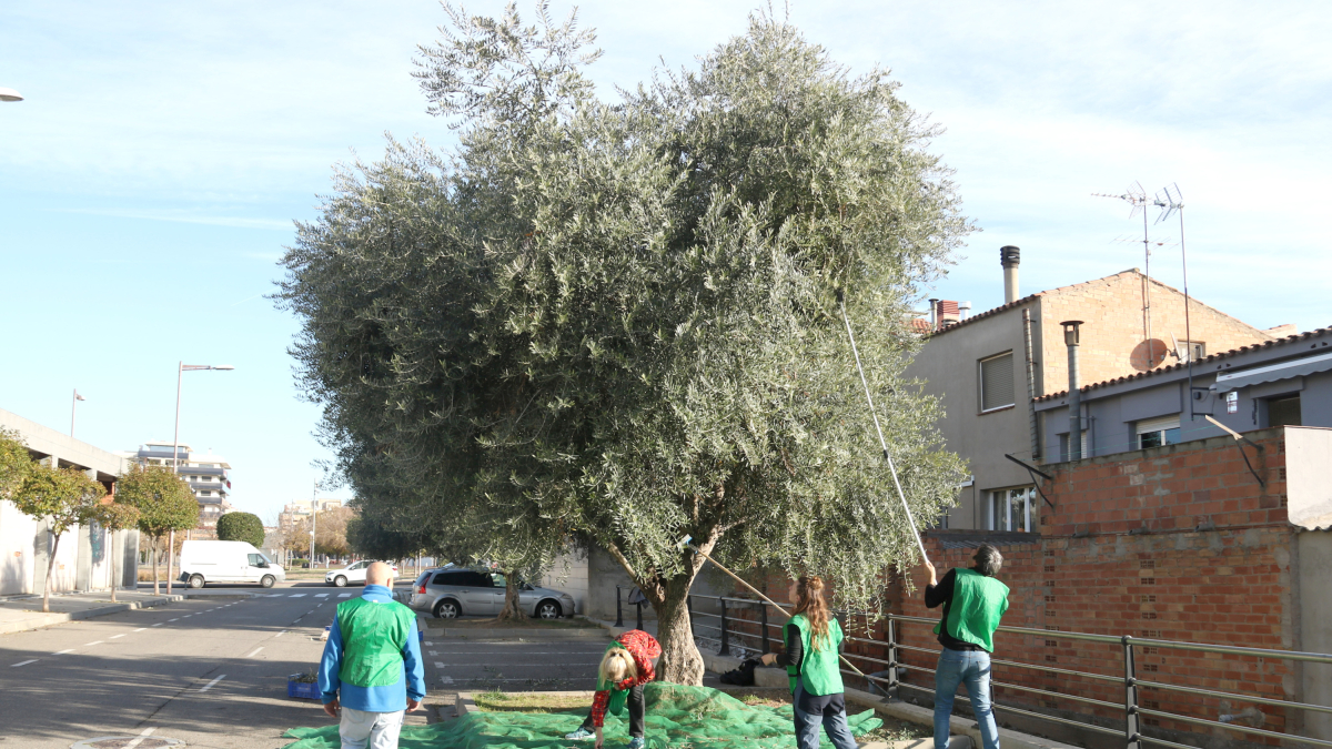 Voluntaris espigolen un oliver en un carrer de la Bordeta de Lleida.