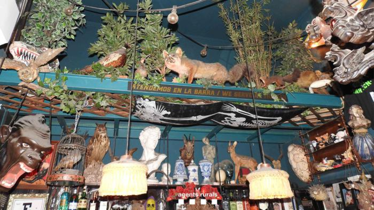 Fauna salvaje protegida disecada en el interior del local