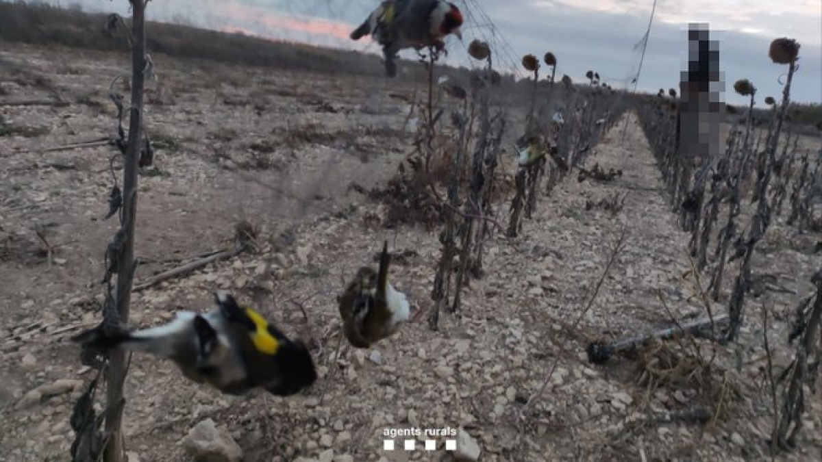 Aus atrapades a la xarxa japonesa.