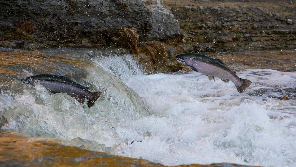 Salmones remontando un río en Candá.