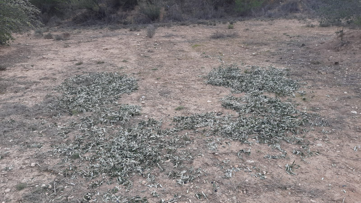 Imagen de hojas y restos que dejaron los ladrones en el campo. - GRANJA LA FUMADA