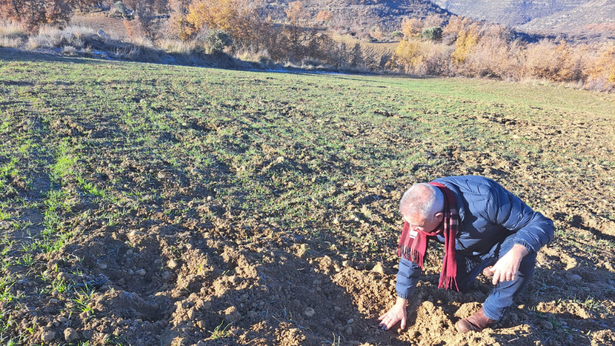 Un agricultor de Sant Esteve comprueba los daños en la cebada. - ASAJA