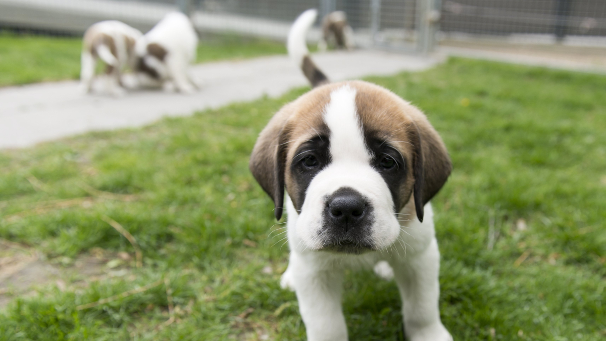 Un cadell de Santbernat en una imatge d’arxiu .