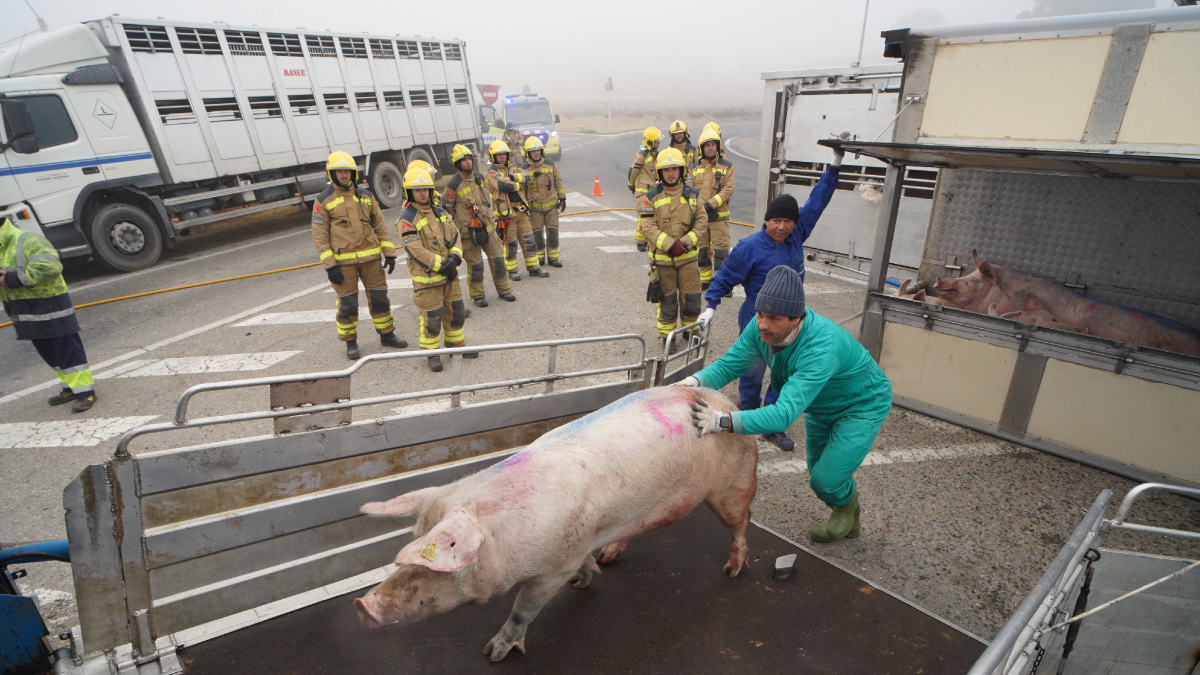 Un camió carregat amb porcs va bolcar ahir a l’N-II a Alcarràs. - JORGE AGUSTÍN