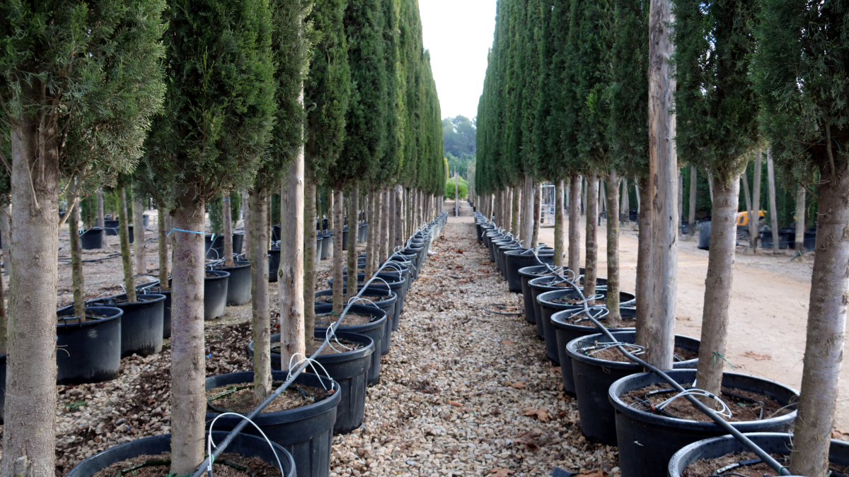Sistema de reg per estalviar aigua en un viver de Púbol