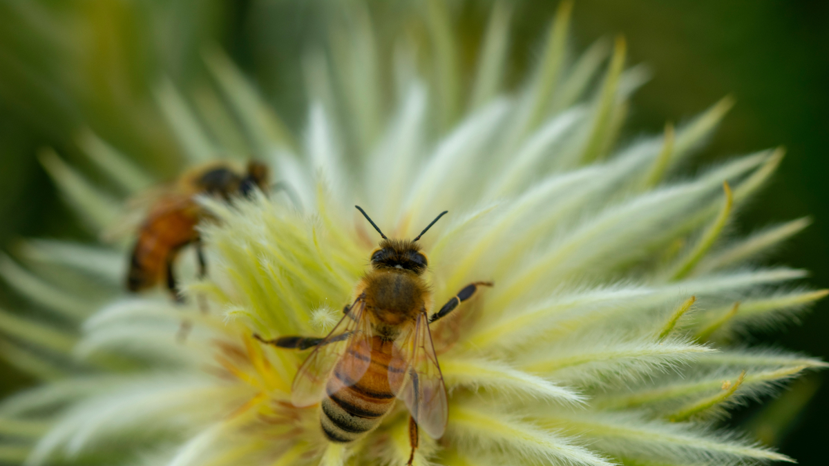 Abelles pol·linitzant una flor.