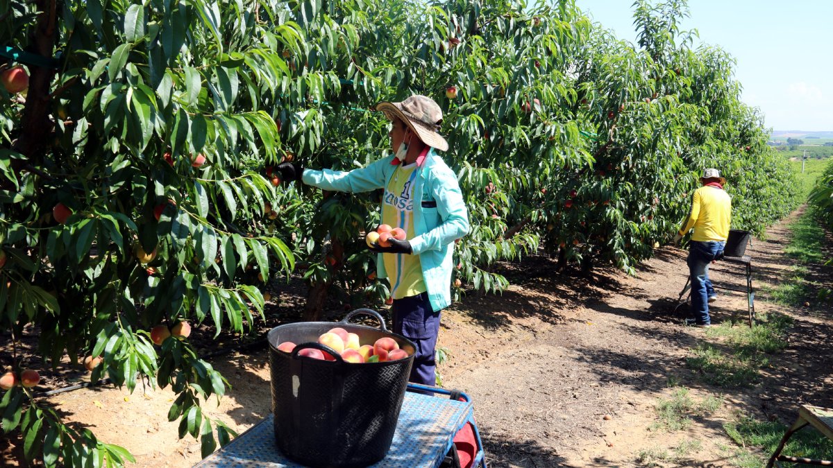 Imagen de archivo de cosecha de melocotones en Lleida.