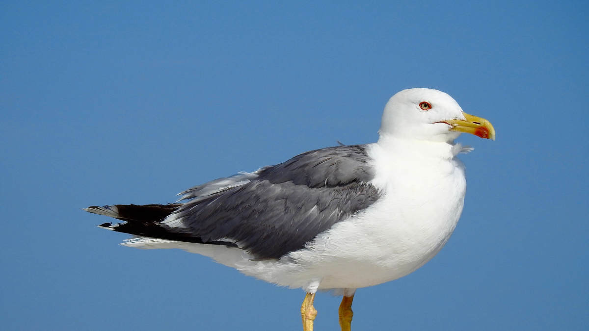Una gaviota.