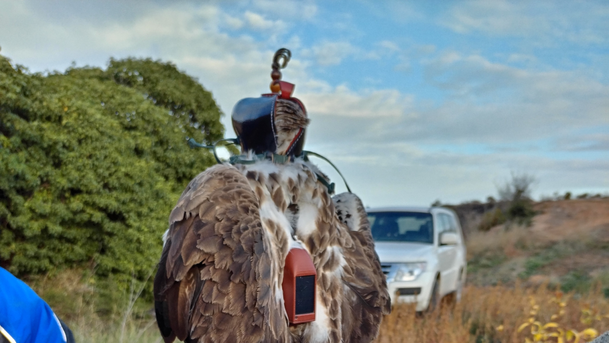 Gracias a los emisores de geolocalización se pudo conocer la evolución de las águilas, obtener información de su área vital e identificar las principales causas de mortalidad.