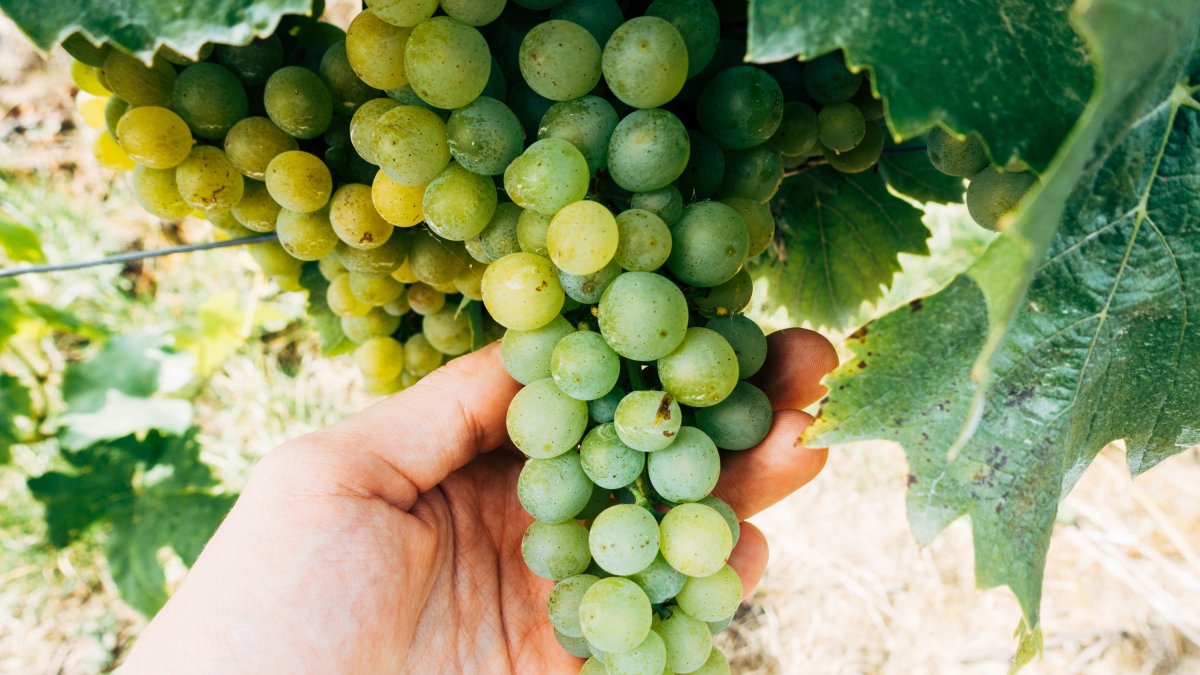 El raïm, un 20% més car aquest any.