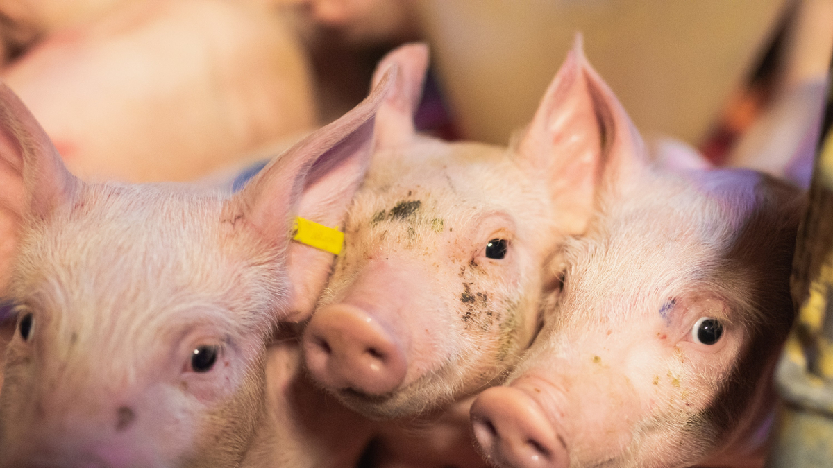 Imatge d’arxiu de garrins en una granja lleidatana. - JARC