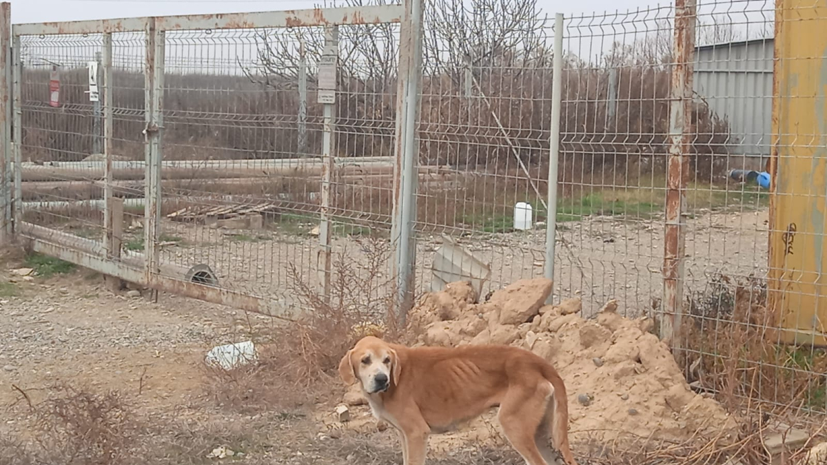 Imatge de l’estat en el qual va ser trobat un dels gossos d’Almenar. - PROTECTORA ANIMALS DE SERÒS