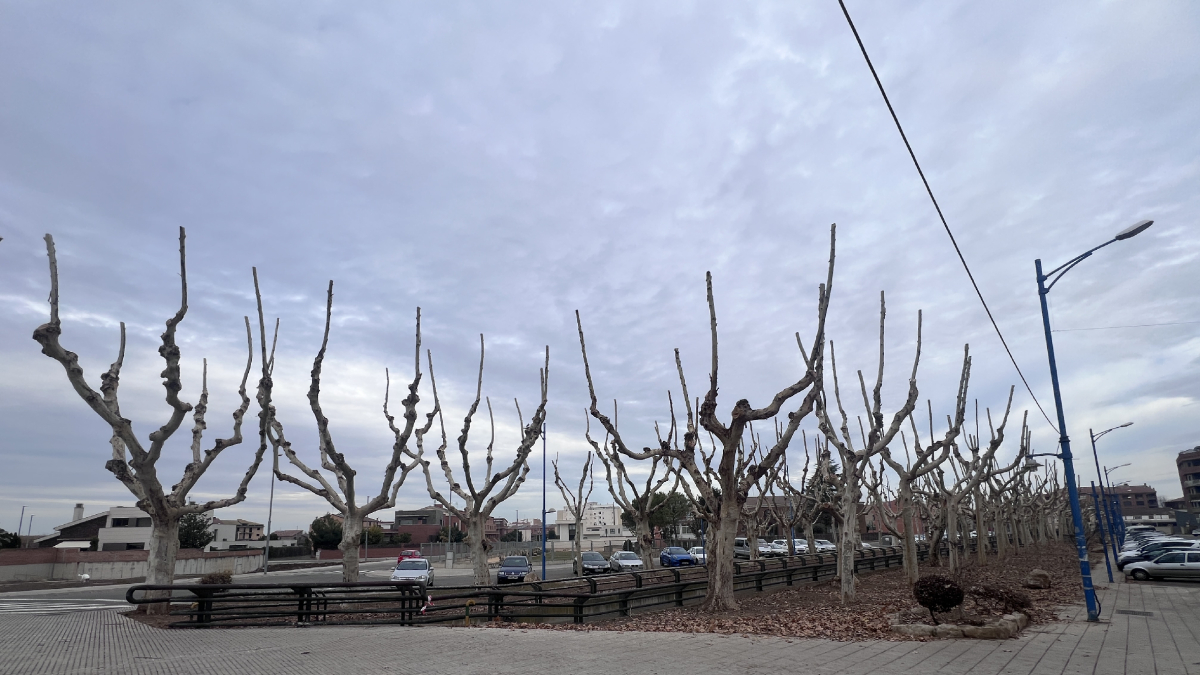 Los árboles que ya se han podado en la avenida del Canal de Mollerussa. - X.R.