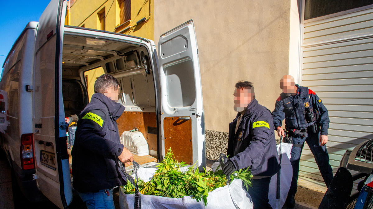 Los Mossos d’Esquadra ayer al mediodía con algunas de las plantas decomisadas. - GERARD HOYAS