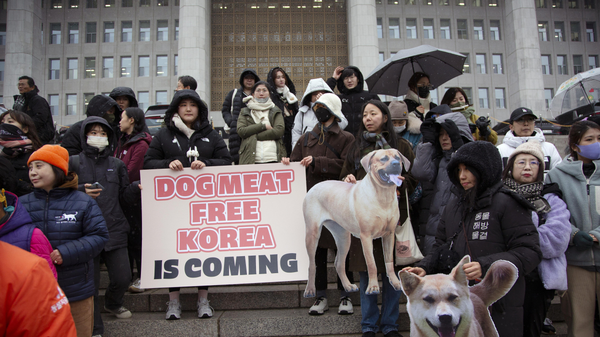 Activistes animalistes a Seul durant l’aprovació de la llei que prohibeix el comerç de carn de gos a Corea del Sud.