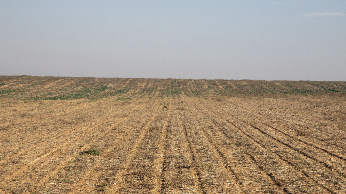 Danys ocasionats per conills en una finca a Preixana. - LAIA PEDRÓS
