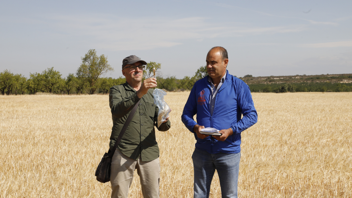 Primers peritatges per part d’Agroseguro de danys per la sequera l’any passat a Aspa. - SEGRE