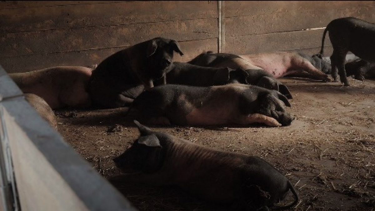 Cerdos en una de las granjas que visita el documental. - CCMA