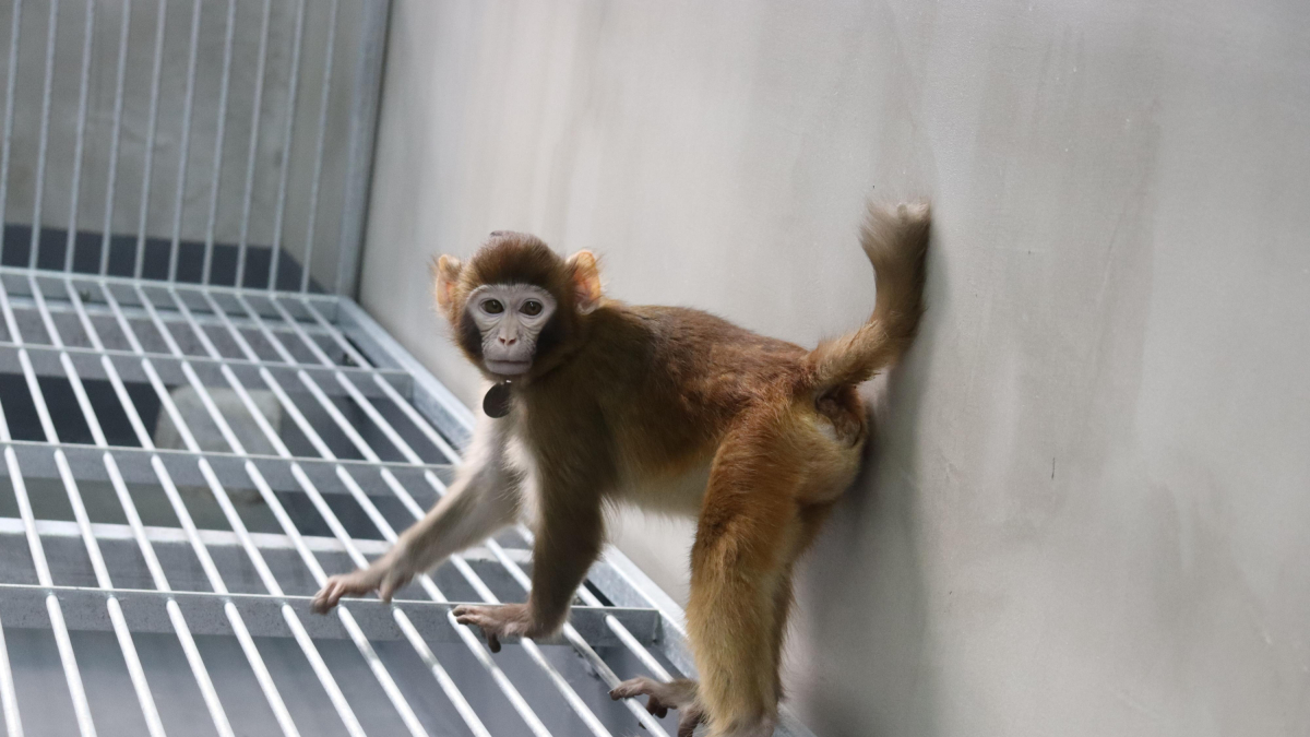 Fotografía del mono rhesus clonado con células somáticas tomada a los 17 meses.
