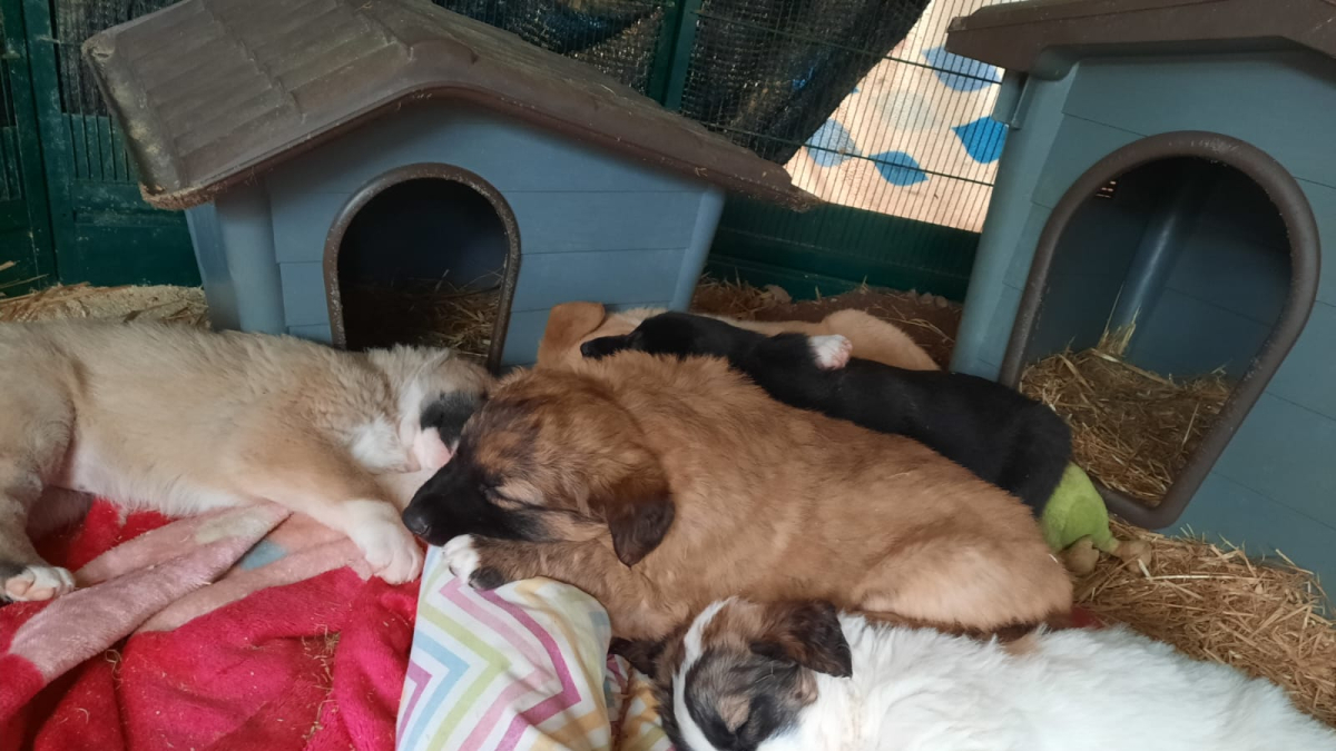 Els gossos rescatats.