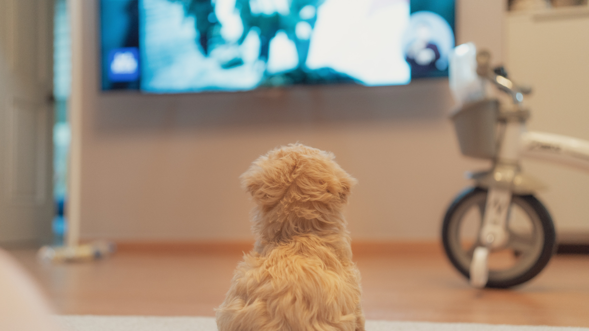 Imatge d’arxiu d’un gos mirant la tele.