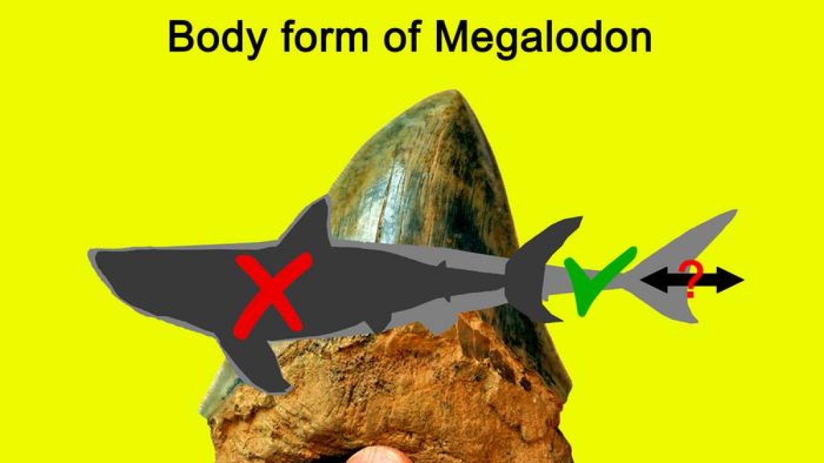 Silueta gris oscuro que representa la forma del cuerpo de Otodus megalodon reconstruida anteriormente, basada en gran medida en el tiburón blanco moderno, superpuesta a un contorno gris claro que muestra la forma del cuerpo recién interpretada. El grado exacto de alargamiento del cuerpo, la forma de la cabeza y el contorno y la posición de cada aleta siguen siendo desconocidos a partir del registro fósil actual.
