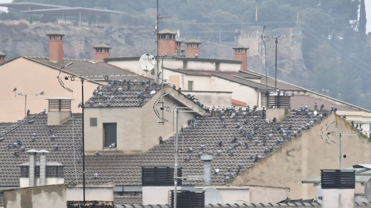 Coloms a les teulades del centre històric de Balaguer. - ACN