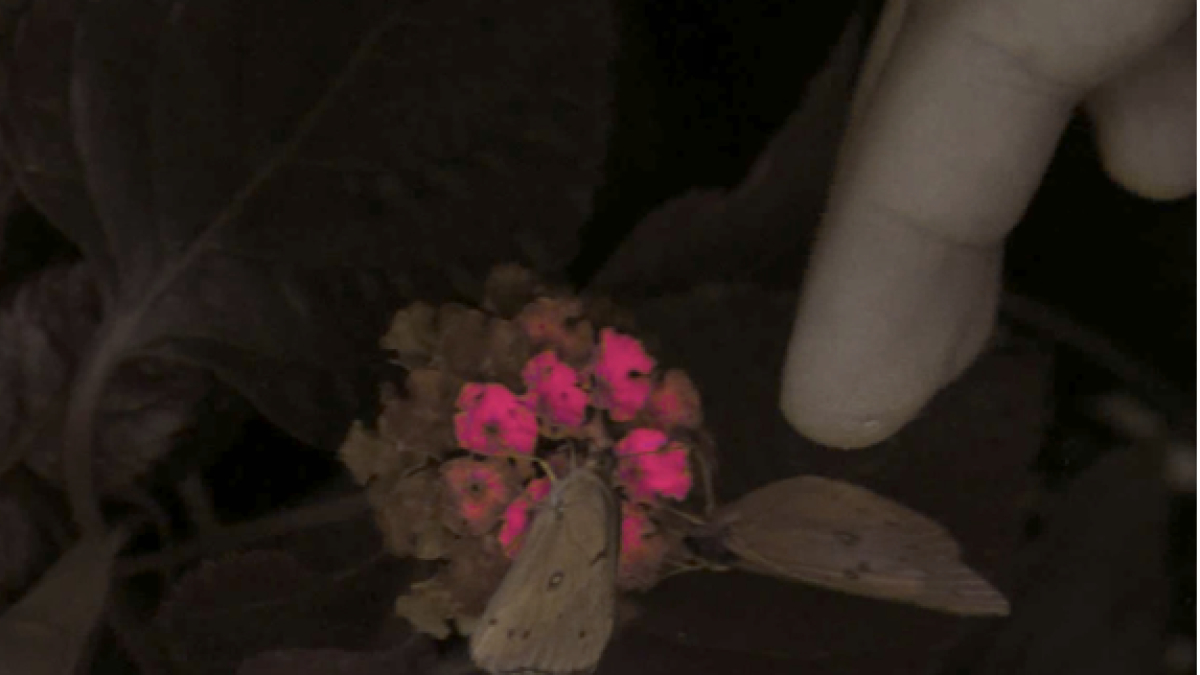 Imatges de l’estudi.