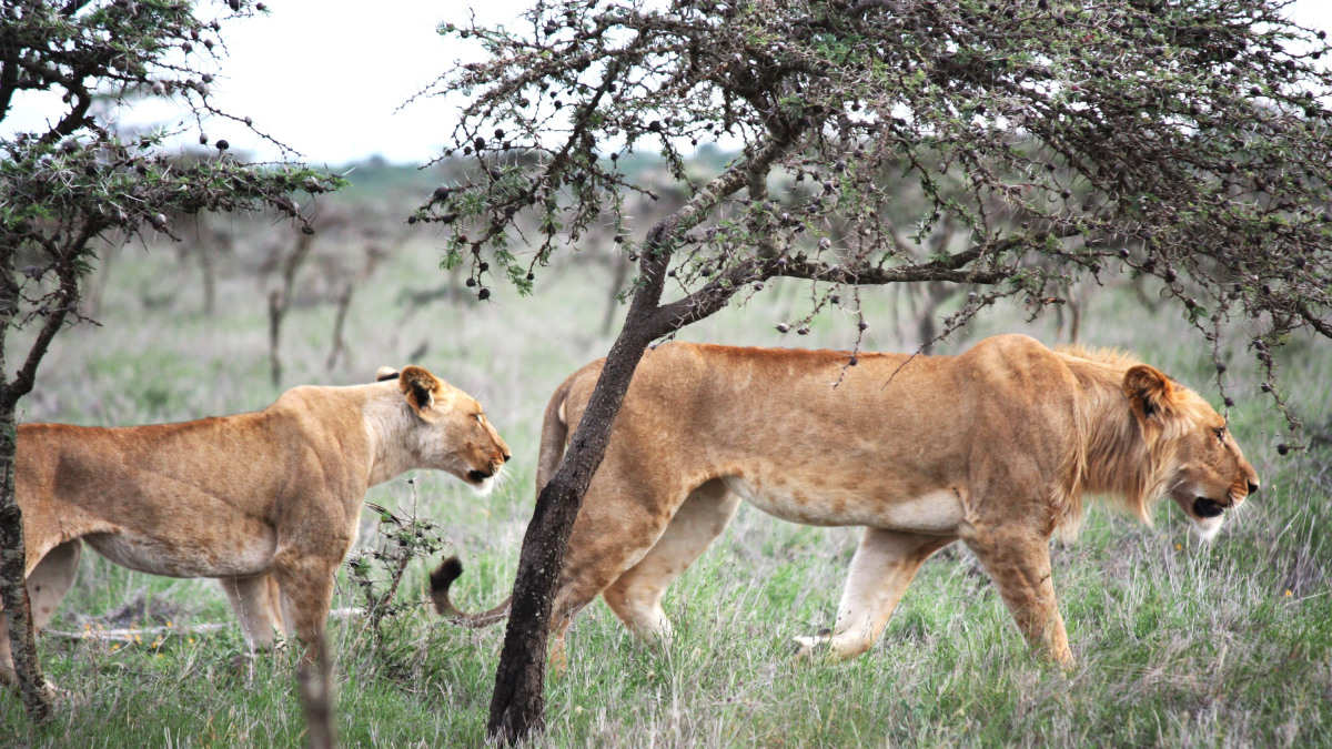 El león del este de África cambia sus hábitos de caza debido a una pequeña especie de hormiga invasora.