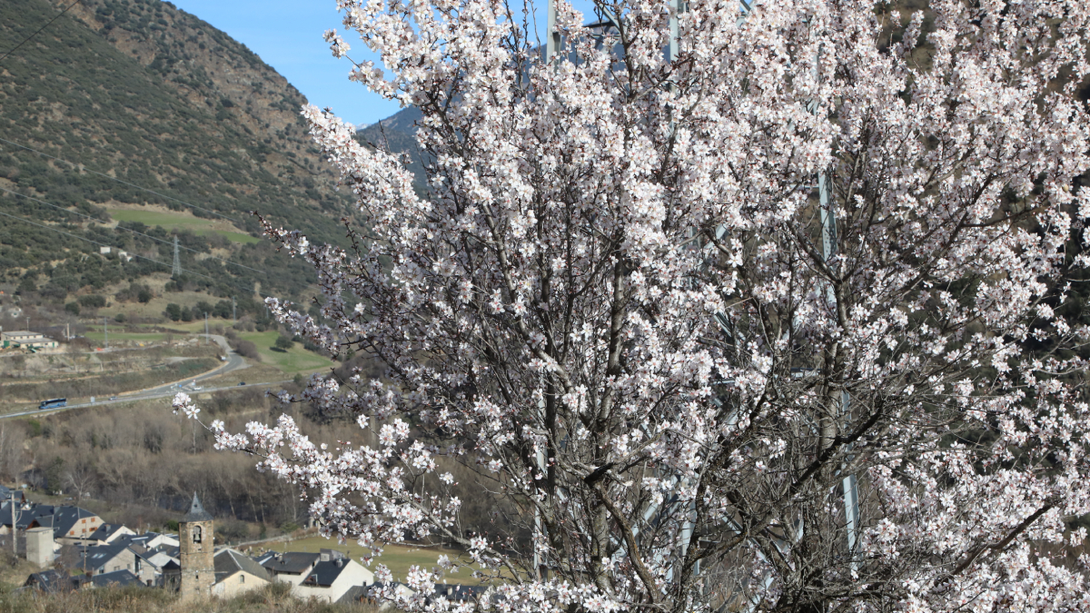 El calor ha llevado al Pallars un avance de la primavera. En la imagen, un almendro en Rialp. - EDGAR ALDANA