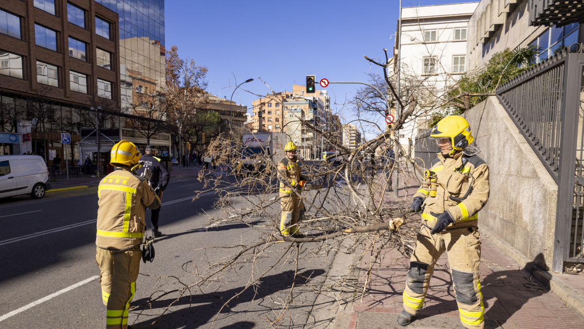 Los bomberos retirando un árbol en la calle Balmes de Lleida ciudad. - JORDI ECHEVARRIA