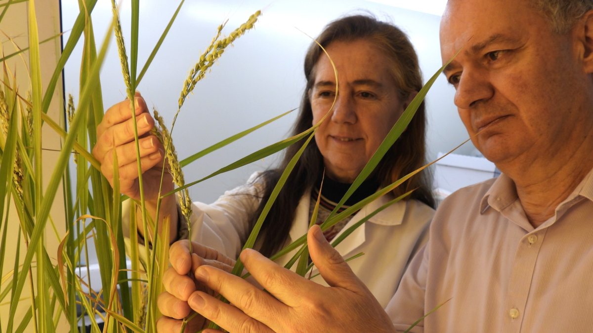 Teresa Capell y Paul Christou, líderes de la investigación. - AGROTECNIO