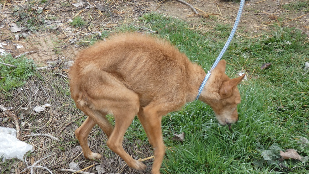 Un dels gossos, que va ser traslladat a una canera.