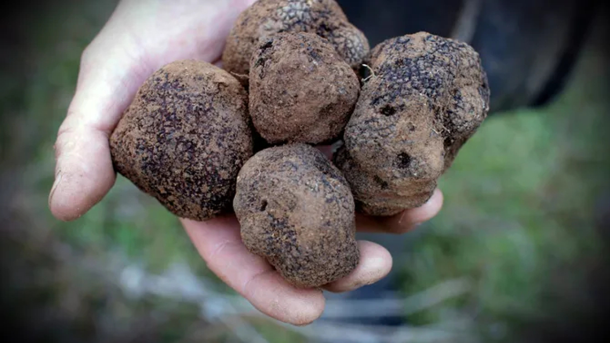 La trufa negra, uno de los productos gastronómicos más valorados. - CCMA