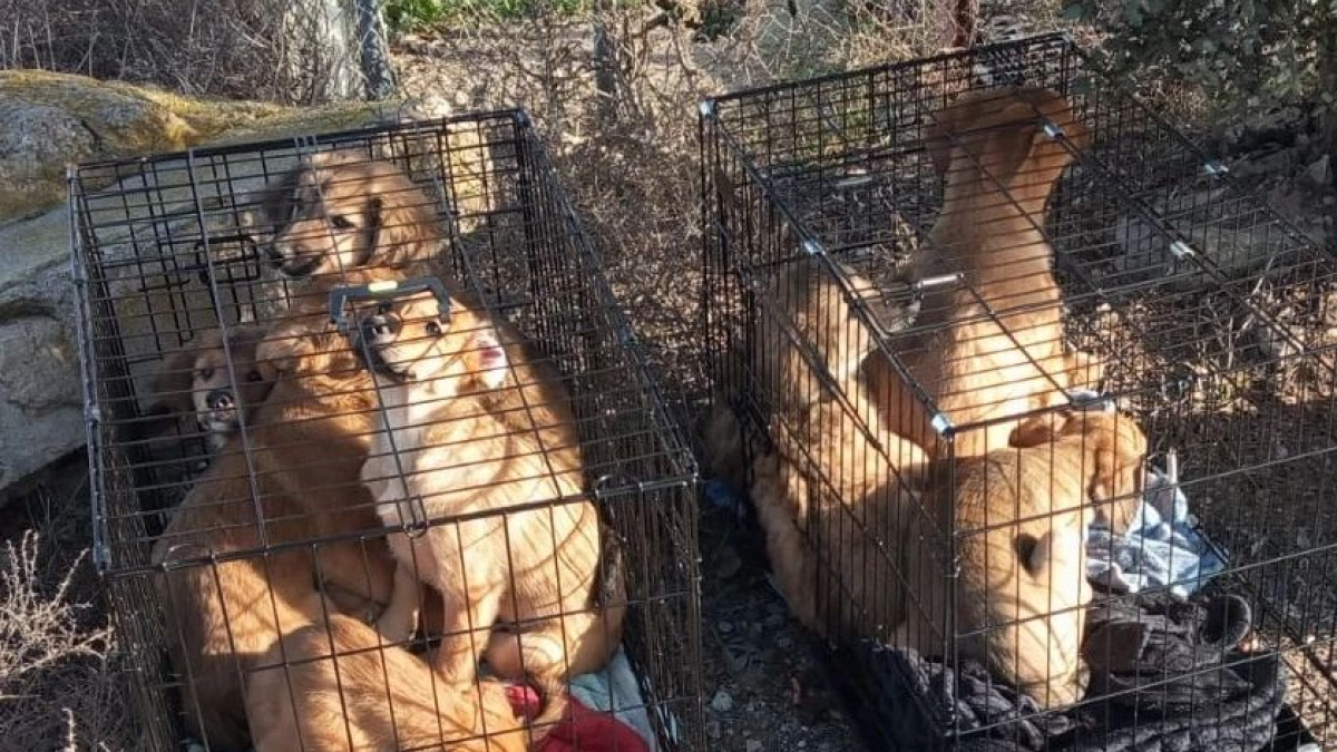 Protectora d’animals de Tàrrega