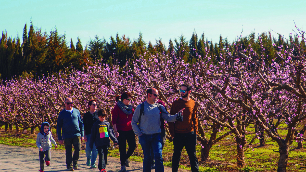Imatge d'arxiu d'una ruta pels fruiters florits d'Aitona