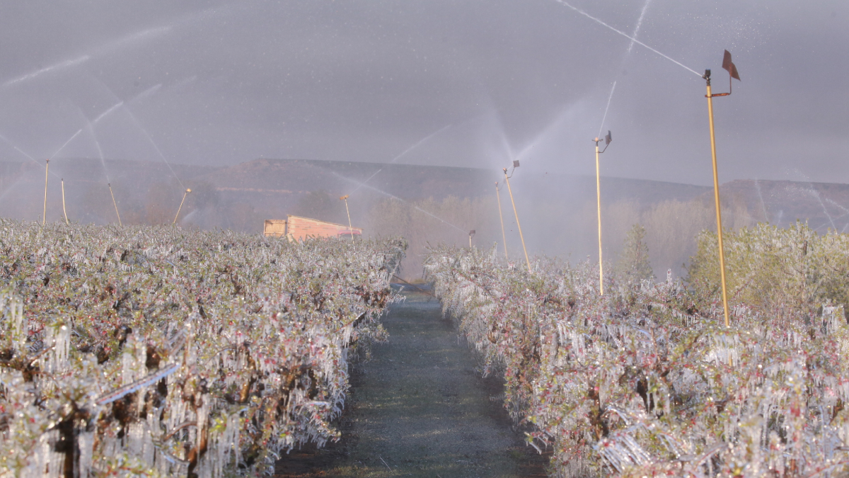 La FCAC defensa l’ajuda de “mínims” per les gelades del 2022. - SEGRE