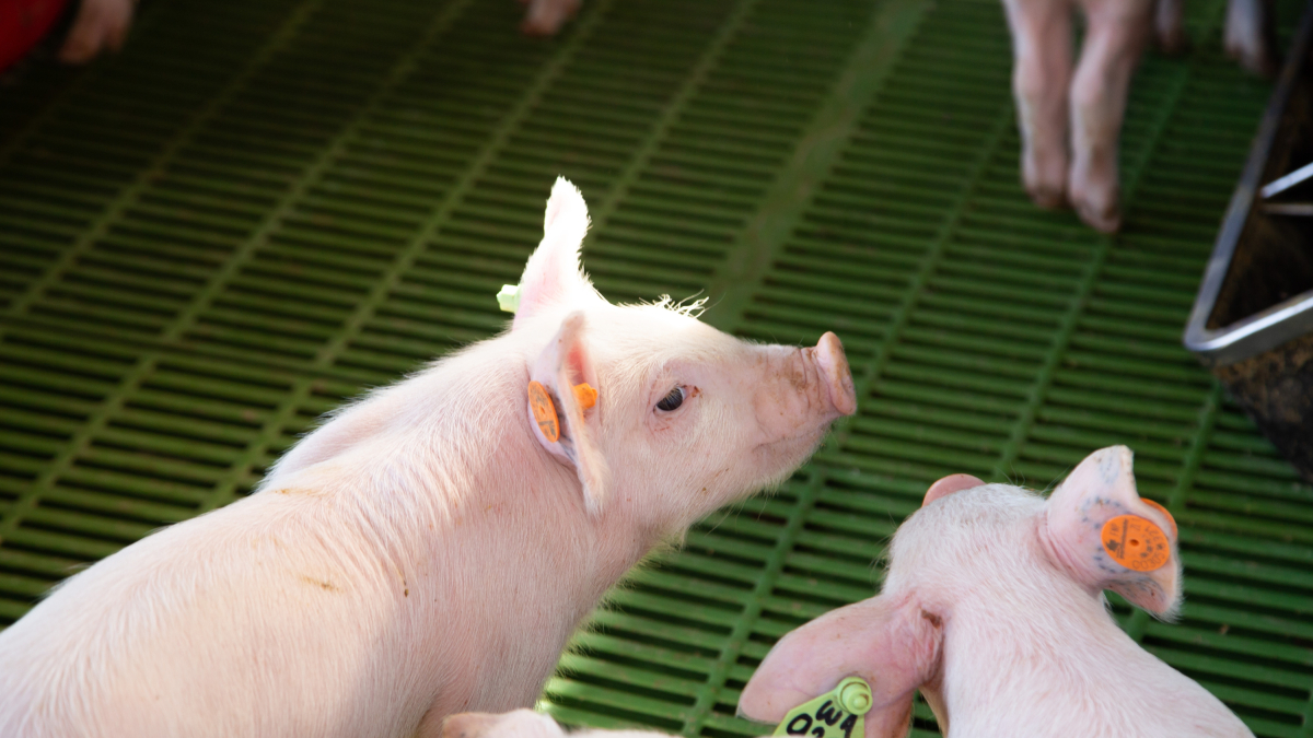 IA d'alt impacte per al sector de la ramaderia - REDACCIÓ XXII