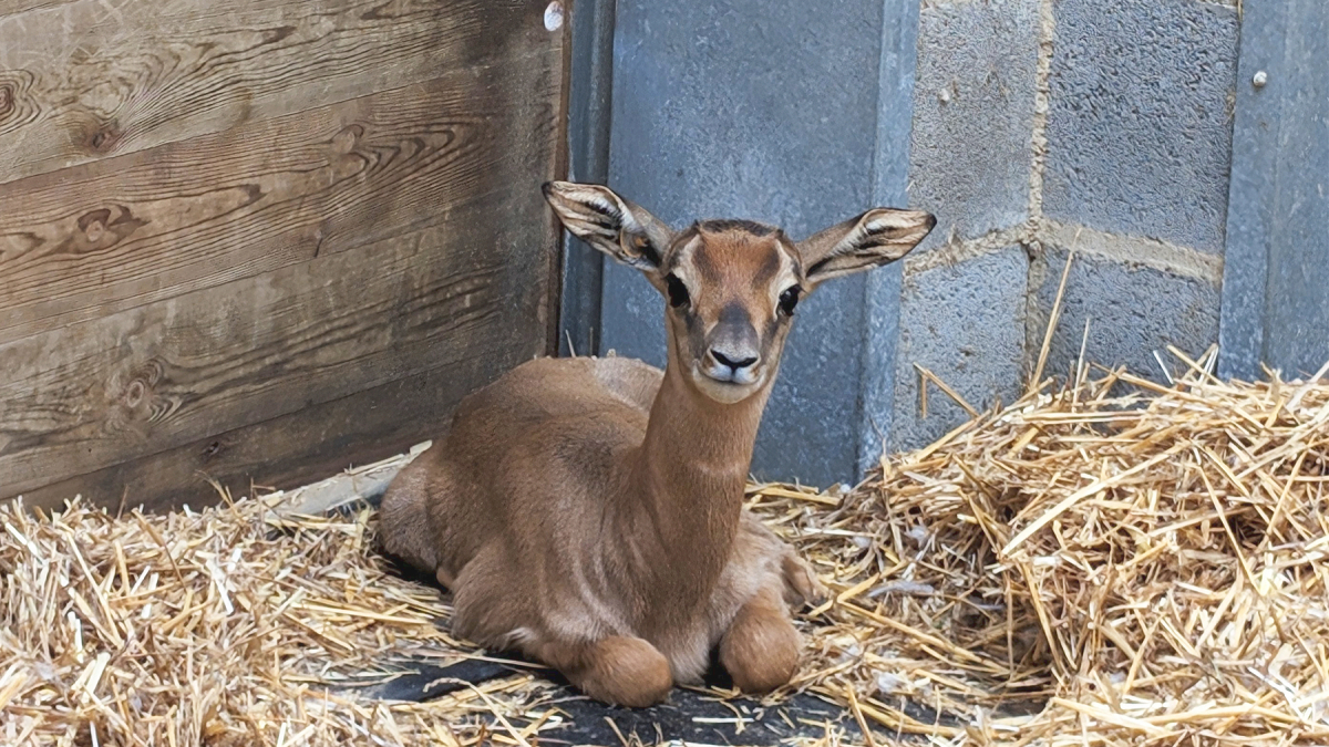 Gasela dama mohor nascuda al Zoo de Barcelona