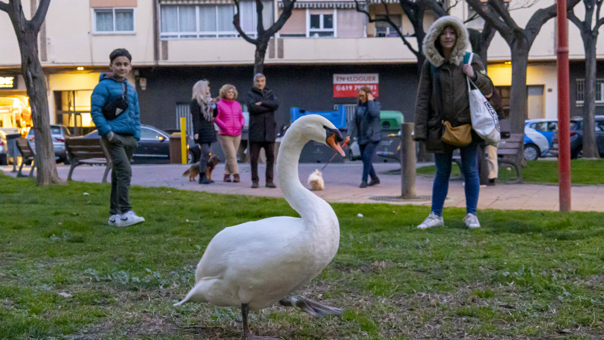 Veïns de la zona al costat del cigne que rondava ahir pels jardins de Zoe Rosinach a Cappont.