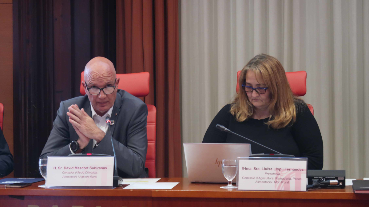 El conseller David Mascort, durante su intervención a las comisiones de Acción Clímática y Agricultura, Ganadería, Pesca, Alimentación y Mundo Rural para presentar los ejes de su presupuesto.