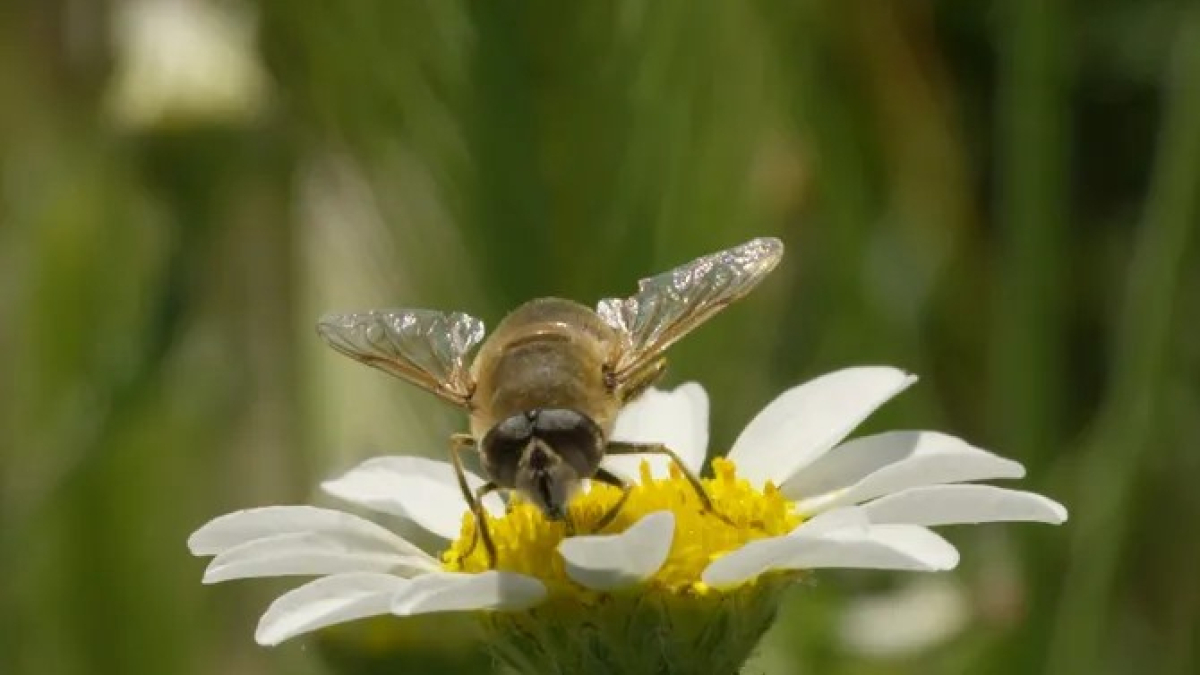 'La sisena extinció', a '30 minuts' - 3CAT