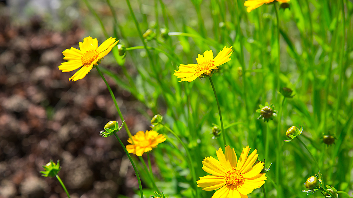 Llega la primavera y con ella el buen tiempo, las flores y los campos verdes.