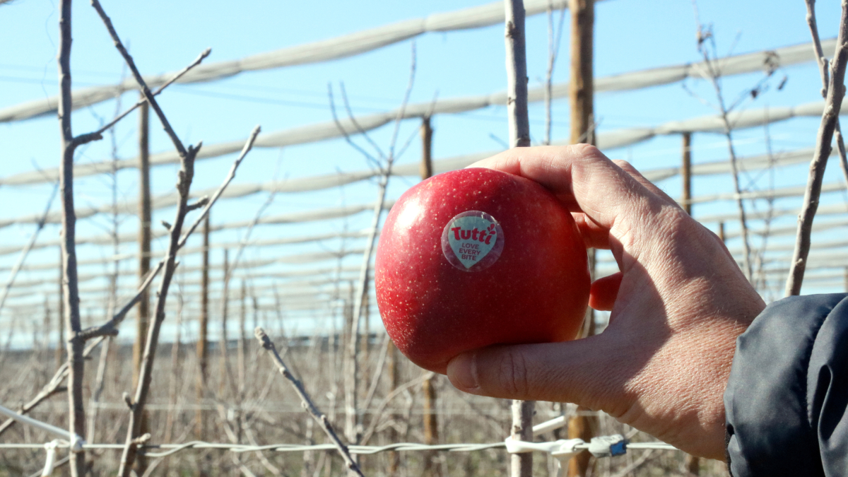 En primer terme, una poma tutti; al fons, un camp de pomeres de Gualta, al Baix Empordà, on hi creix la nova varietat