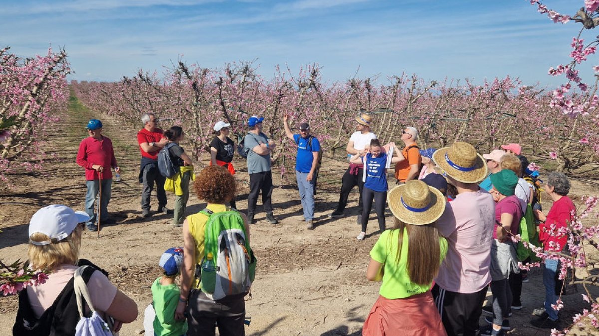 Més de cent persones visiten els camps de fruiters de Bellver i Ontinyena - SEGRE